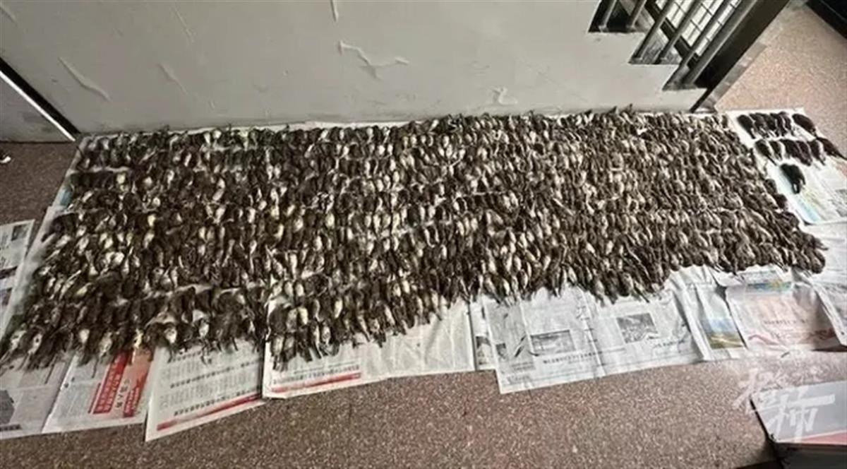 男子捕鸟近千只称用来涮火锅
