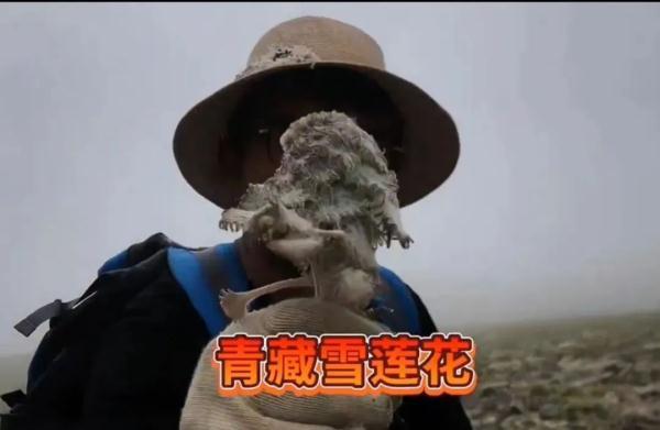 主播疑采摘濒危水母雪兔子被封禁