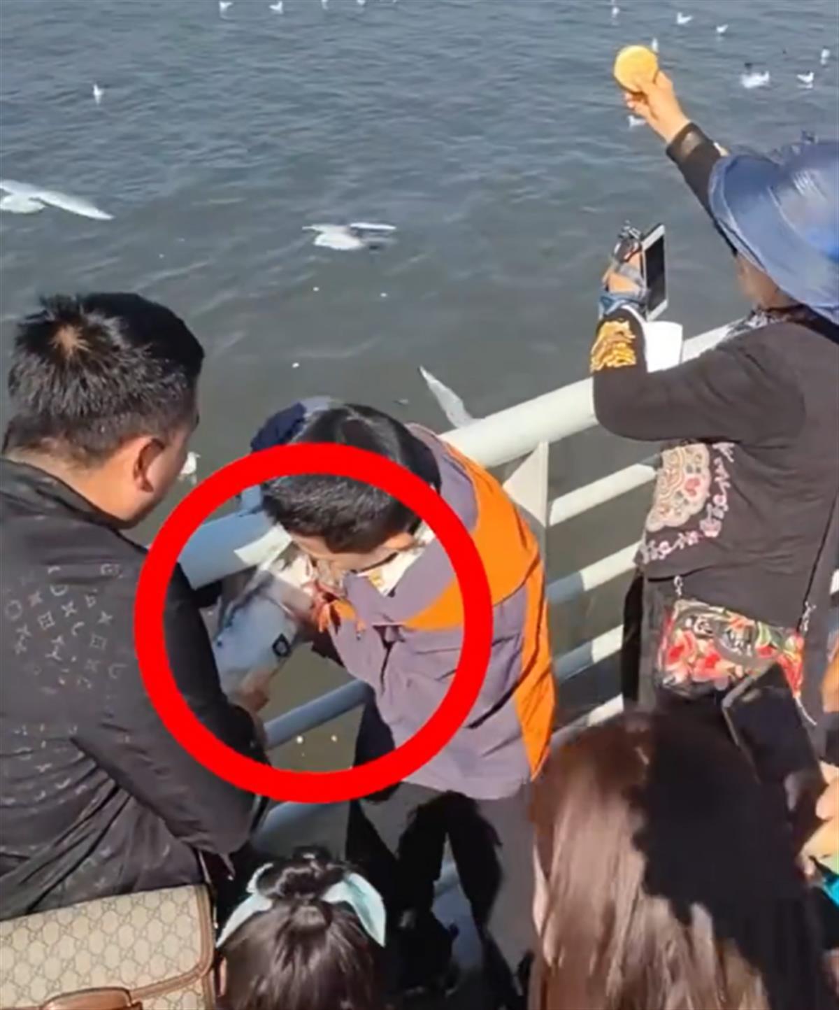 家长带男孩抓海鸥硬生生塞进罐子